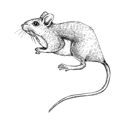 Field mouse vector sketch. Hand drawn wildlife illustration in engraved style. Small rodent isolated on white background. Black and white mammal animal drawing for print, poster, card, cover.